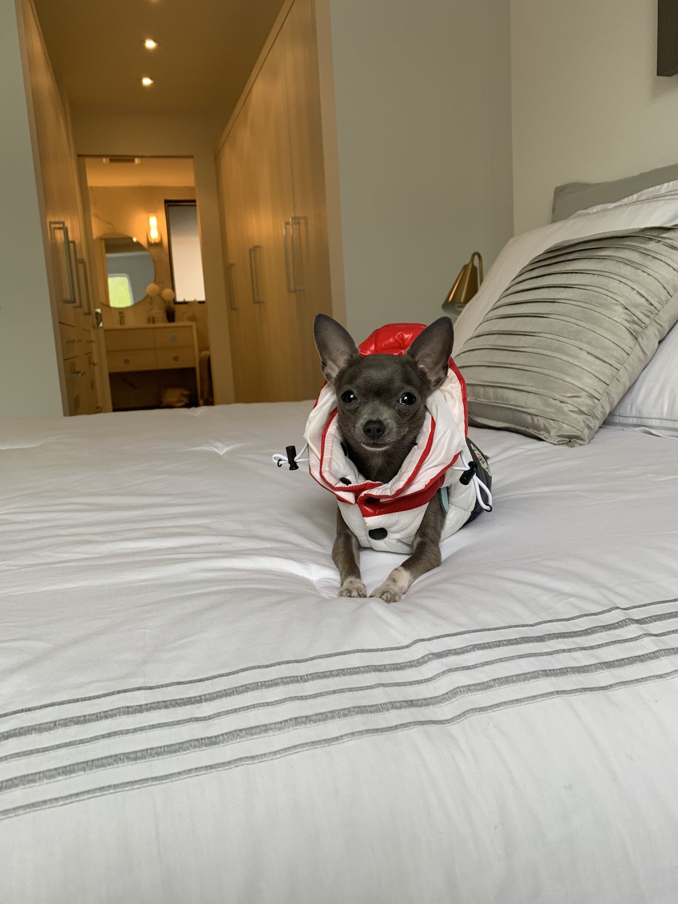 Lil Suka the Chihuahua