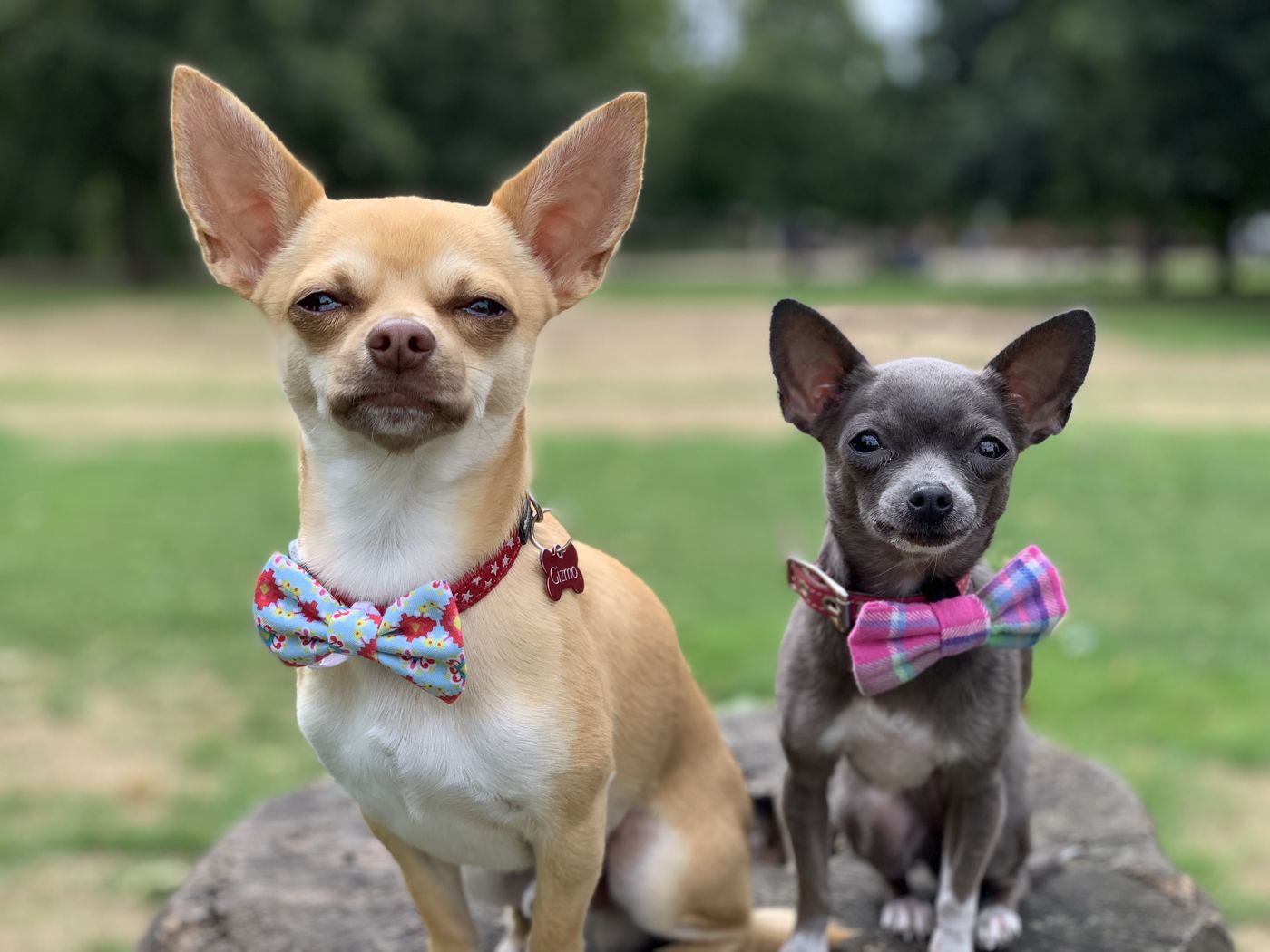 Lil Suka the Chihuahua