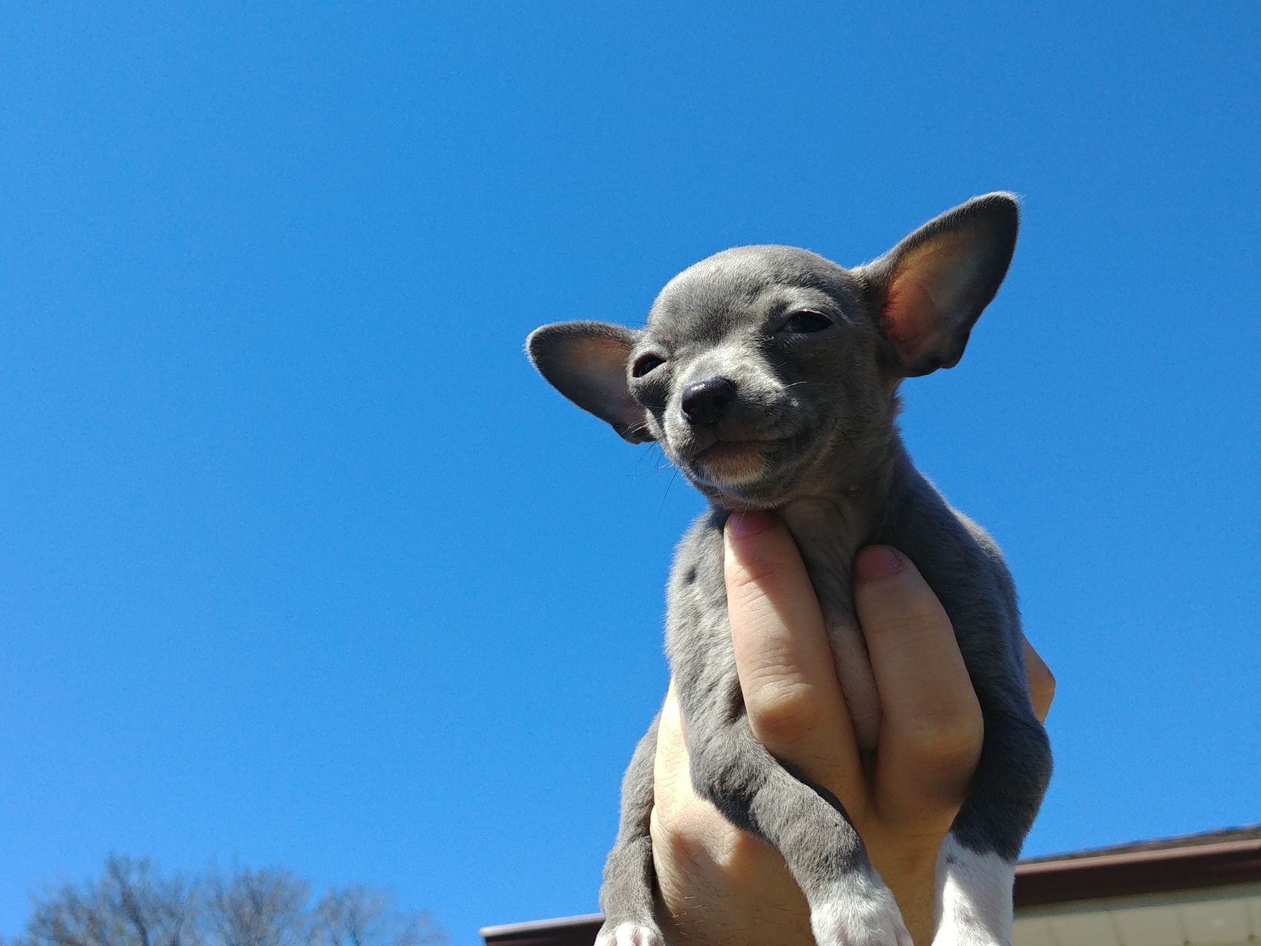 Lil Suka the Chihuahua