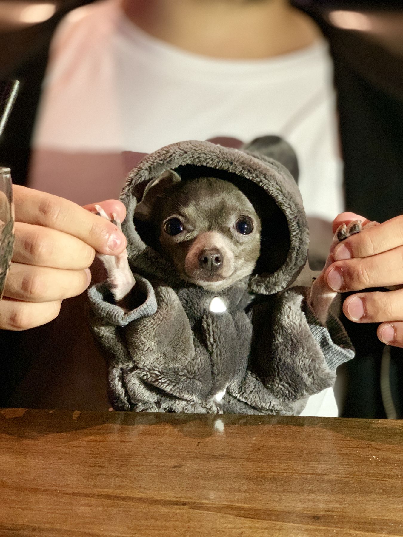 Lil Suka the Chihuahua