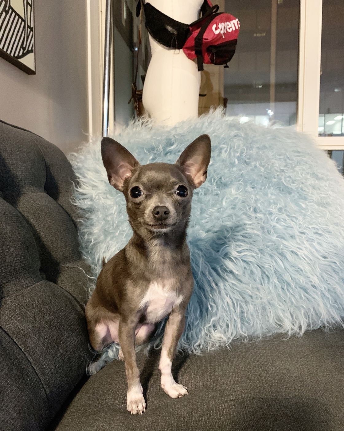 Lil Suka the Chihuahua